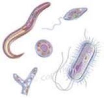 ký sinh trùng sống trong cơ thể con người