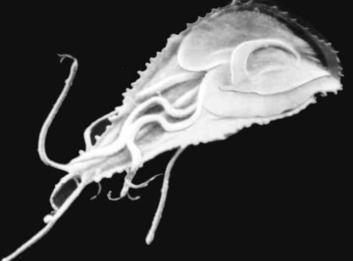 Plasmodium sốt rét