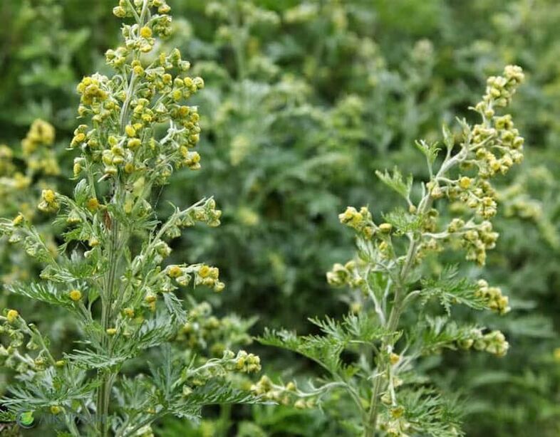 Wormwood cay đắng từ ký sinh trùng