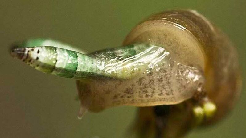 Leukochloridia là nghịch lý