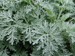 Wormwood chống lại giun