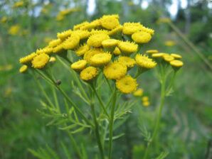Tansy để loại bỏ ký sinh trùng khỏi cơ thể